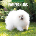 Red Robin 2026 Pomeranians Monthly Wall Calendar | 12" x 24" Open | Premium Thick & Sturdy Paper | Hangable 12 Month Calendar