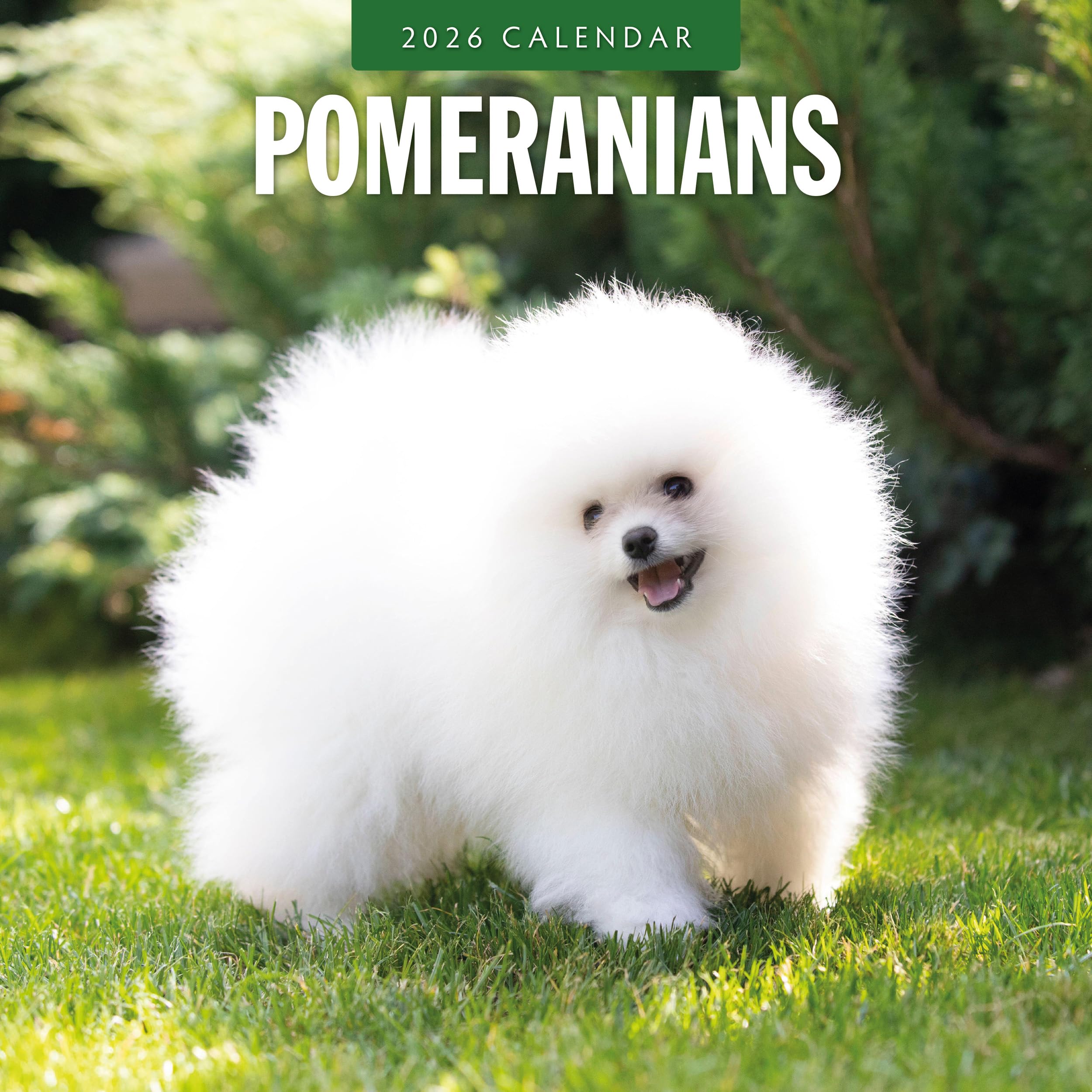 Red Robin 2026 Pomeranians Monthly Wall Calendar | 12" x 24" Open | Premium Thick & Sturdy Paper | Hangable 12 Month Calendar